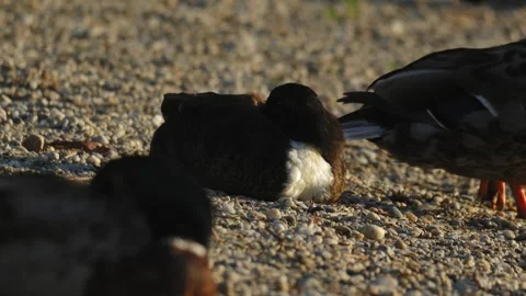 Wild Duck Sleeping on Pebble Shore in 4K Slow Motion Nature Footage Stock Footage 337710633