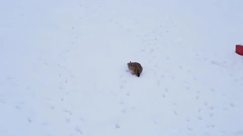 Wild duck in the snow Stock Footage 46836131
