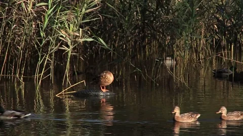 Wild duck standing on a half-submerged tire 動画素材 68355471