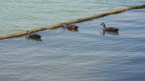 A wild duck stands on a float on the water and combs its feathers Vídeo Stock 346505376