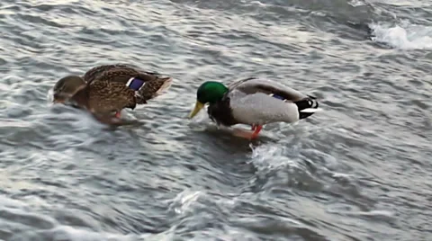 Wild Duck in a stream of water Stock Footage 35256835