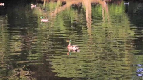 A Wild Duck Swimming Video stock 39320360
