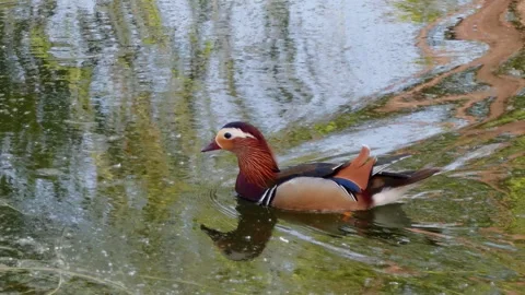 Wild duck swimming in the river Stock Footage 334119971