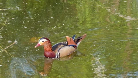 Wild duck swimming in the river Stock Footage 334120960