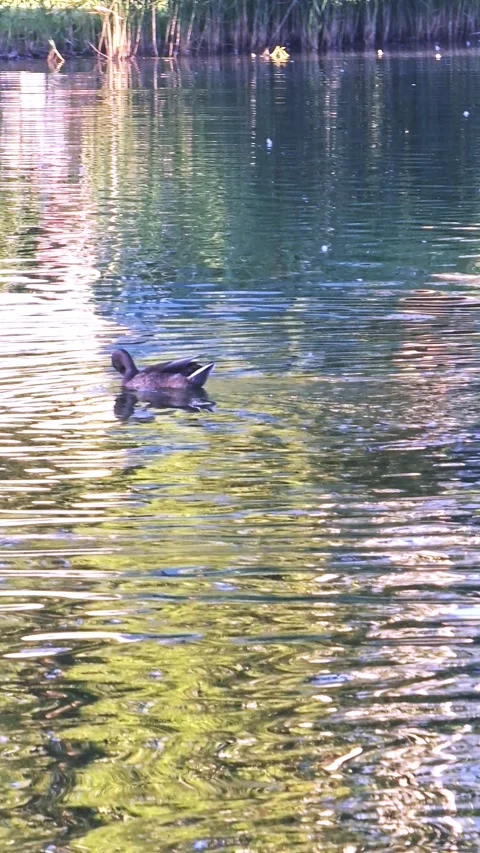 Wild Duck Swimming Through Sunlit Reflective Pond Stock Footage 345651557