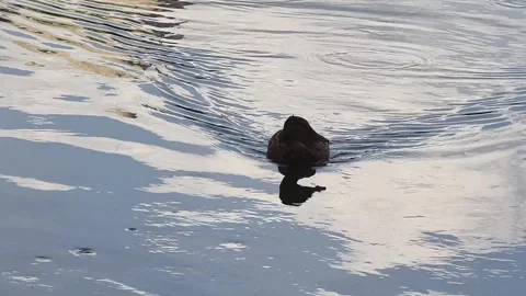 Wild Duck Swimming Toward Camera Across Reflective Water Vídeo Stock 343773642