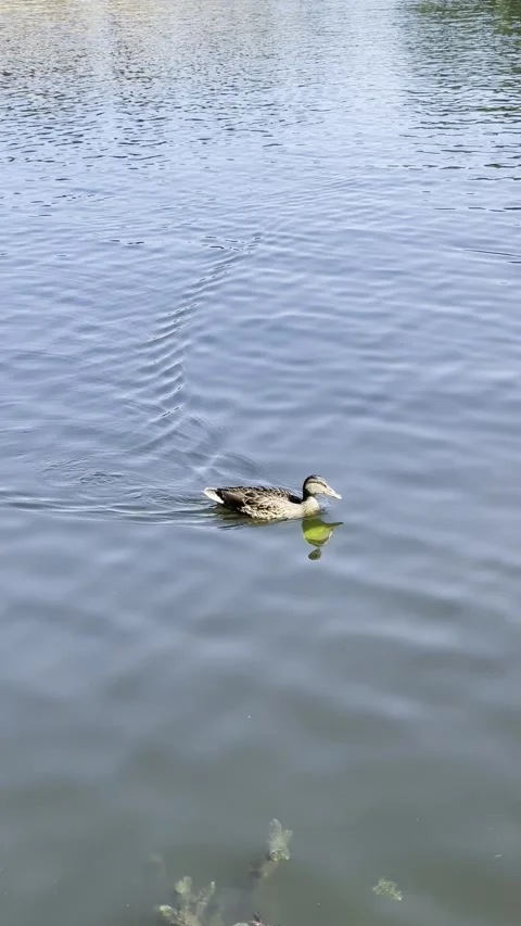 A wild duck swims gracefully across a calm blue lake, leaving a trail of ri.. Video stock 344398488