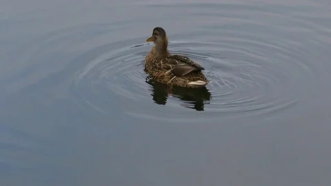 Wild duck swims in the lake. Stock Footage