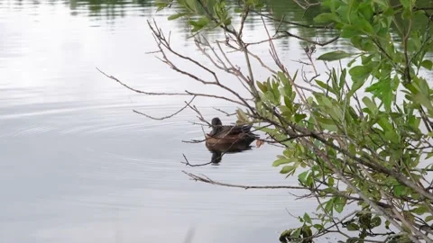 A wild duck swims on the lake. Stock Footage 204863577