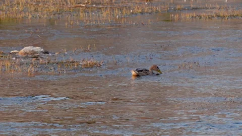 Wild duck swims on river 스톡 동영상 161909948