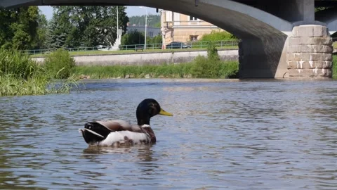 Wild Duck under the bridge Stock-Footage 240798987