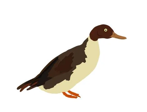 Wild duck vector illustration isolated on white background Иллюстрация