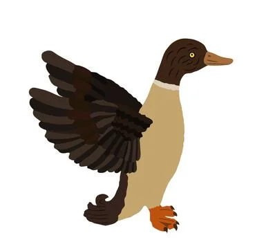 Wild duck vector illustration isolated on white background イラスト素材
