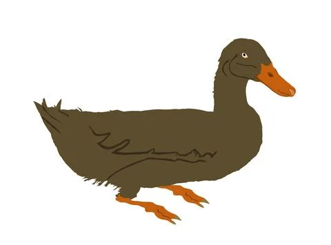 Wild duck vector illustration isolated on white background. Иллюстрация