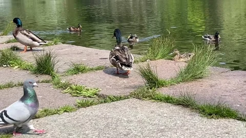 Wild duck walking Stock Footage 311667068