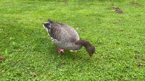 Wild duck walking on the green grass Stock Footage 159596813