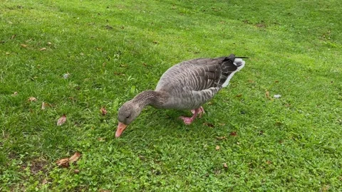 Wild duck walking on the green grass Stock Footage 159596861
