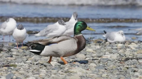 Wild Duck walking by Small White Birds on the Pacific Ocean Coast. Slow Motion Vidéo 239554193