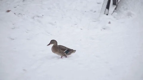 Wild duck walking on snow Video stock 71666950