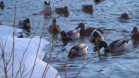Wild duck in the water Stock Footage 72509927
