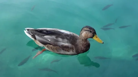 Wild duck on the water Video stock 95477841