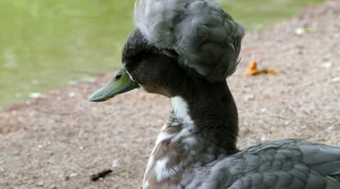 Wild duck with wig