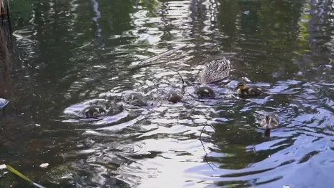 Wild ducklings 库存影片 109495722