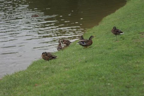 Wild ducks 01 Stock Photos