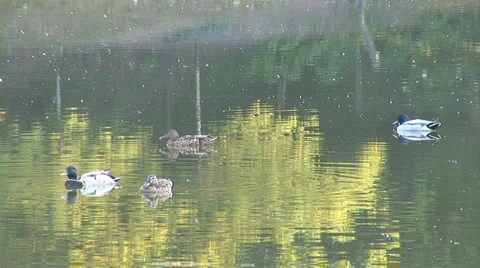 Wild ducks 5 Stock Footage 5956592