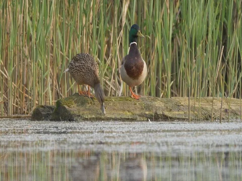 Wild ducks (Anas platyrchynchos) resting on wood - ungraded footage Stock Footage 80950252