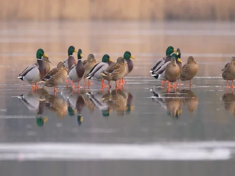 Wild ducks (Anas platyrhynchos) on thin ice Stock Footage 83859287