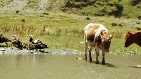 Wild ducks and cows in pond Stock-Footage 61382708