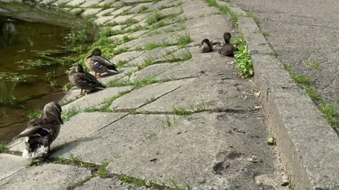 Wild ducks and ducklings resting on a concrete pond embankment  動画素材 341510493