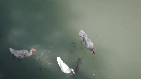 Wild ducks and school of fish swim in pond water in summer Stock Footage 179325035