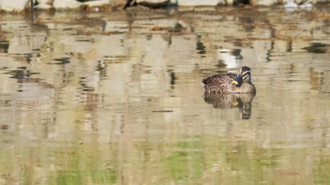 Wild Ducks and Waterbirds Swimming on a Calm Pond Stock Footage 332115553