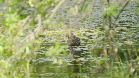 Wild ducks are cleaning feathers on an overgrown pond, camera movement Stock Footage 143667487