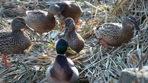 Wild ducks are fighting for a crumb of bread (Anas platyrhynchos) Stock Footage 85322112
