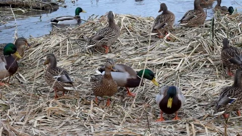 Wild ducks are fighting for a crumb of bread Video stock 85580672