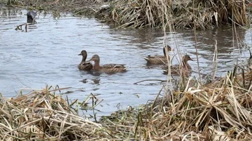 Wild ducks are fighting for a crumb of bread Stock Footage 85580682