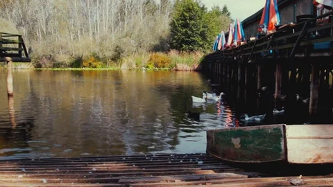 WILD DUCKS ARE FLOATING IN THE LAKE, TIMELAPSE Stock Footage 110775489