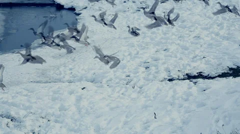 The wild ducks are flying away from the snow shore. Stock Footage 35162931