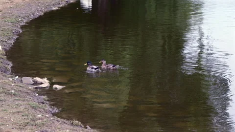 Wild ducks are swimming on the surface of the lake Stock Footage 305799464