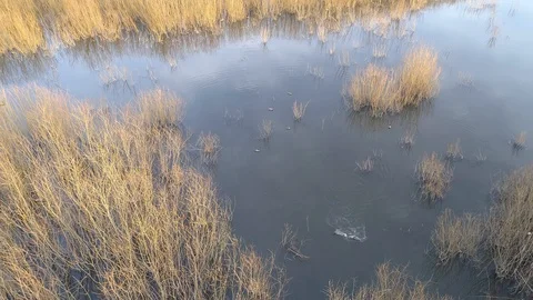 Wild ducks on the backwaters, aerial view Stock Footage 120403497