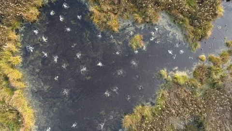 Wild ducks on the backwaters, aerial view Stock Footage 123703945