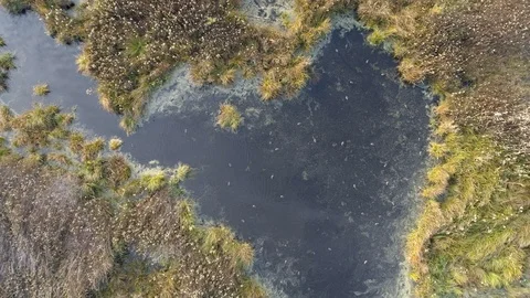 Wild ducks on the backwaters, aerial view Stock Footage 123704049