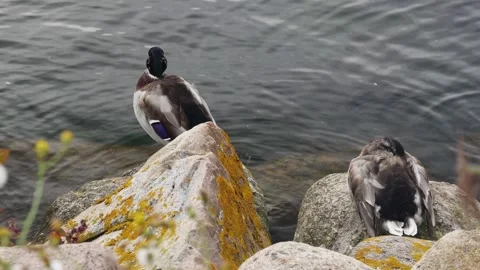 Wild ducks bask and sleep on large sea stones on the shore 스톡 동영상 274112391