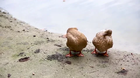 Wild ducks brush their feathers near the water Stock Footage 162310633