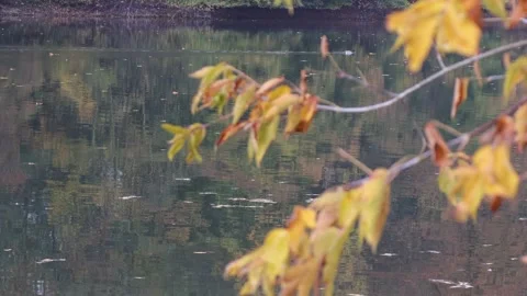 Wild Ducks on Calm Lake Autumn 4K Stock Footage
