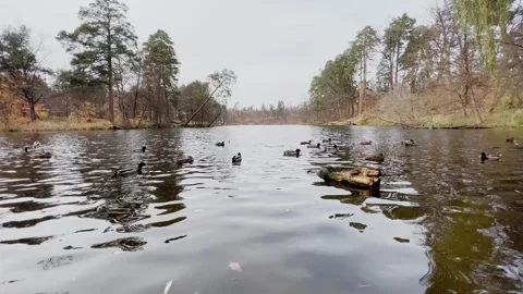 Wild ducks on the calm surface of a forest lake 스톡 동영상 314967632