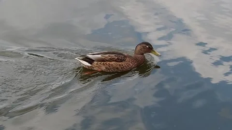 Wild Ducks Calmly Swimming Around In The Local Pond Video stock 251070053